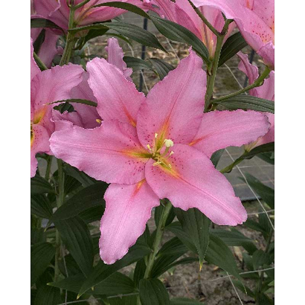 Лилия Вендом 12/14 5 шт 