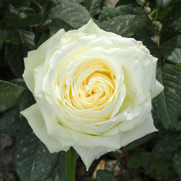 Роза чайно-гибридная Прауд Садовита