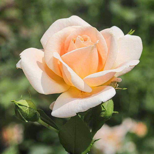 Роза шраб Литтл Будда Садовита