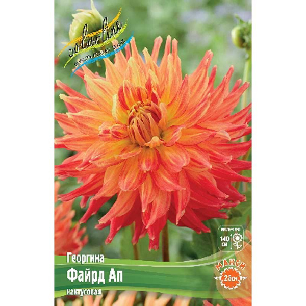Георгина Файрд Ап I 1 шт
