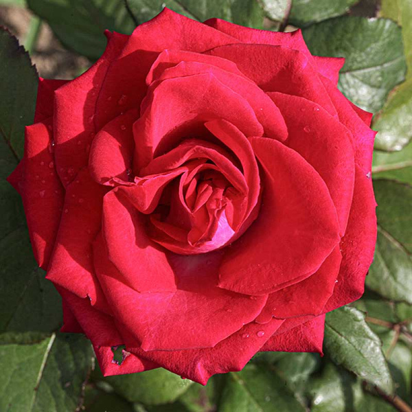 Роза чайно-гибридная Экскалибур Садовита