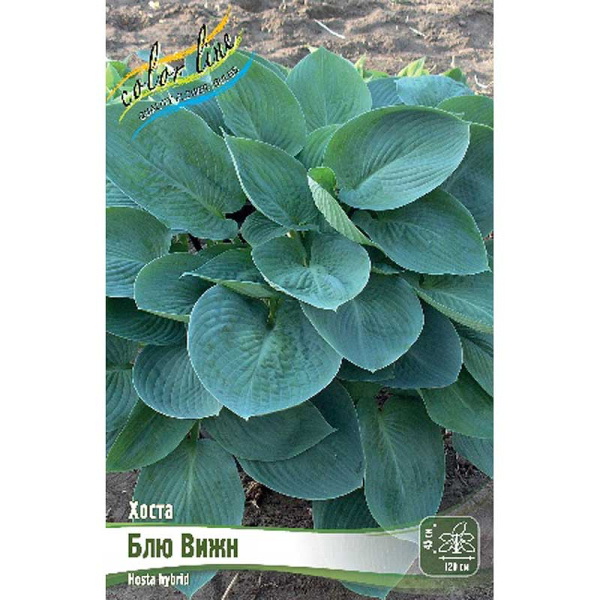 Хоста Блю Вижн 1 n 1 шт