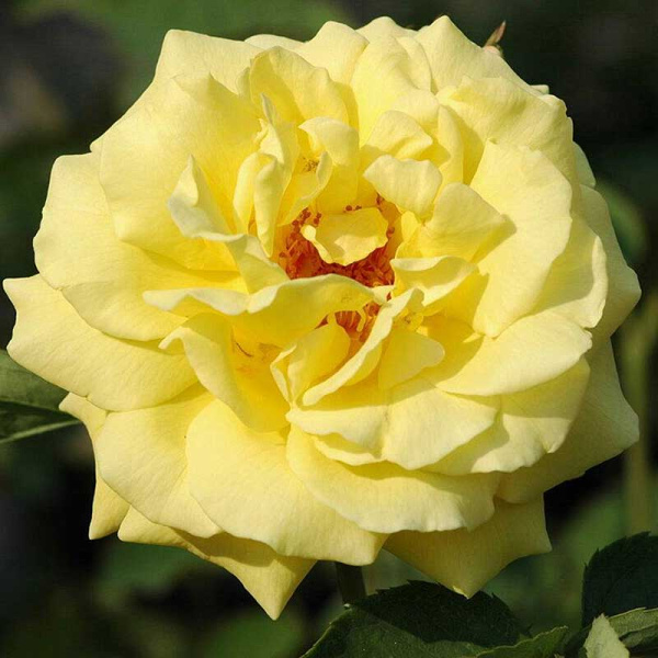 Роза плетистая Казино Садовита