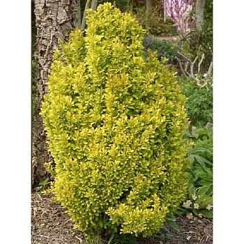 Барбарис Тунберга Голден Торч C2