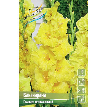 Гладиолус Бананарама 10/12 8 шт 
