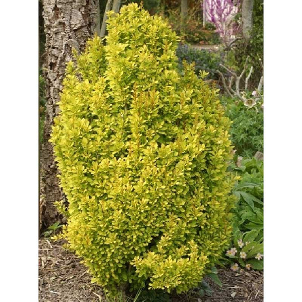 Барбарис Тунберга Голден Торч C2