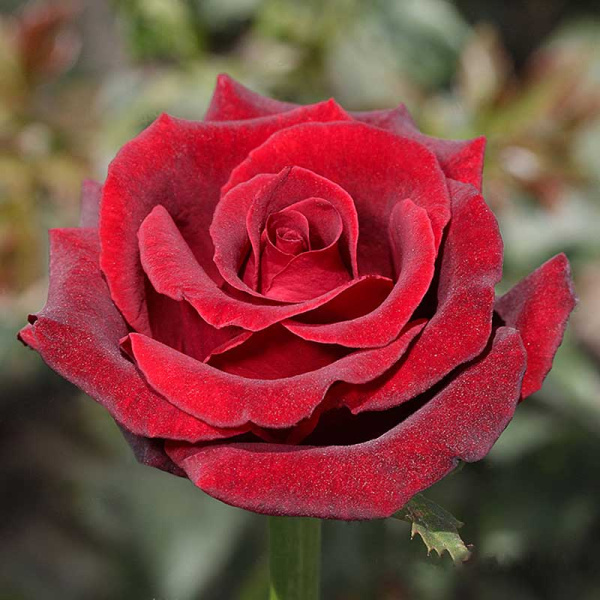 Роза чайно-гибридная Фиджи Негро Садовита