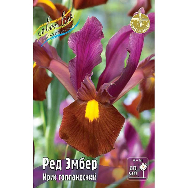 Ирис Голл. Ред Эмбер 6/7 10 шт