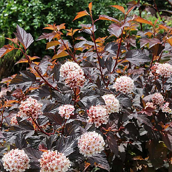 Пузыреплодник Калинолистный Диабло Д`ор P9 Садовита