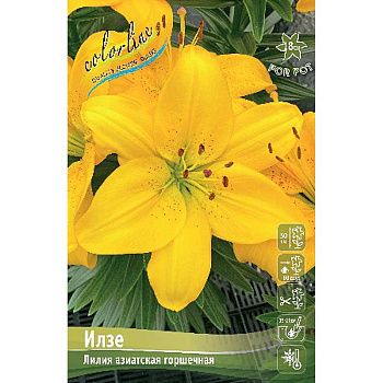 Лилия Илзе 10/12 7 шт 