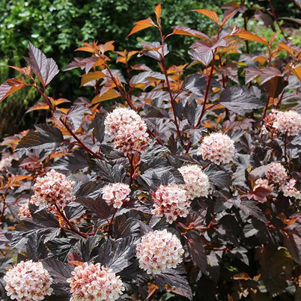 Пузыреплодник Калинолистный Диабло Д`ор P9 Садовита