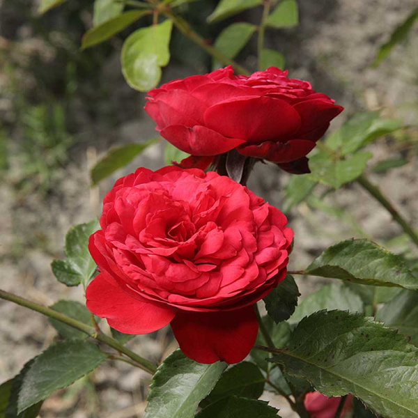 Роза чайно-гибридная Пиано Садовита