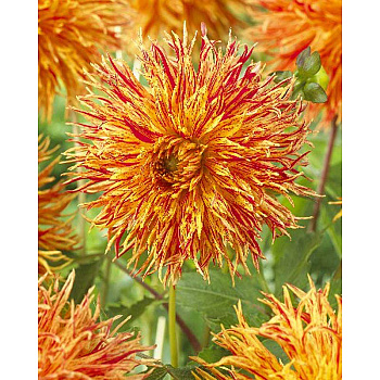 Георгина Рейманс Файркрэкер I 15 шт Шоу-бокс 11035