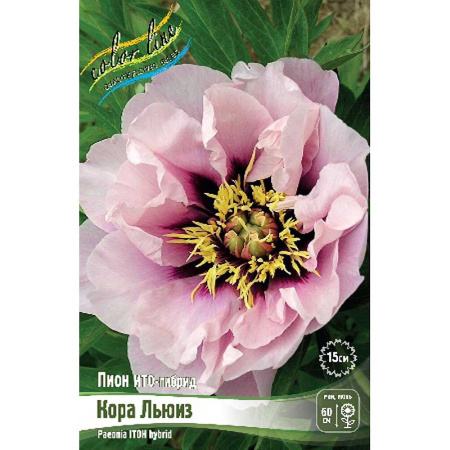 Пион Ито Кора Льюиз 2/3 n 1 шт