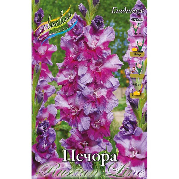 Гладиолус Печора 12/14 100 шт Шоу-Бокс 14545