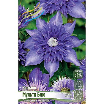 Клематис Мульти Блю I 2 шт 