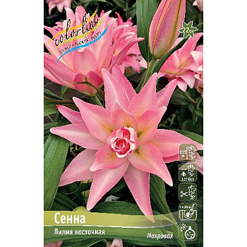 Лилия Сенна 13/14 5 шт