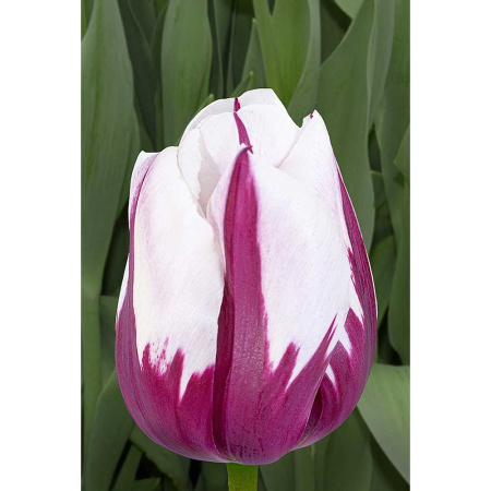 Тюльпан Зурел 11/12 7 шт Садовита 