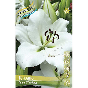 Лилия Гензано 12/14 25 шт Биг-Пак 13754 