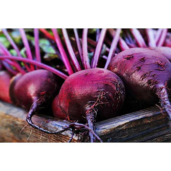 Семена Свекла Гранатовый шар Марс Ц