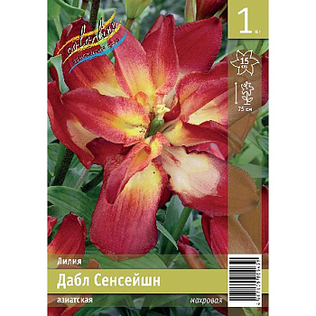 Лилия Дабл Сенсейшн 12/14 1 Эконом шт 