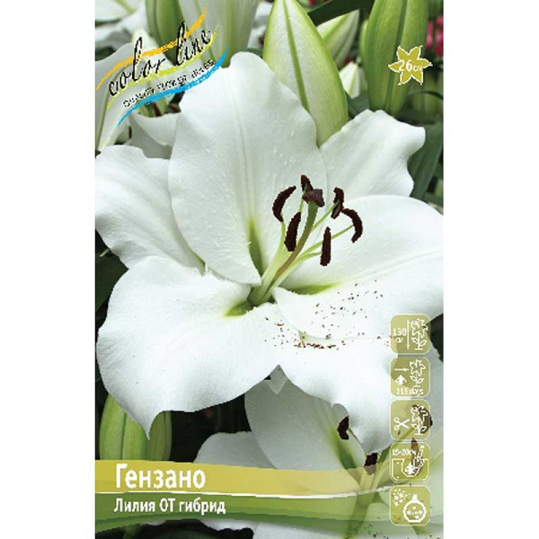 Лилия Гензано 12/14 25 шт Биг-Пак 13754 