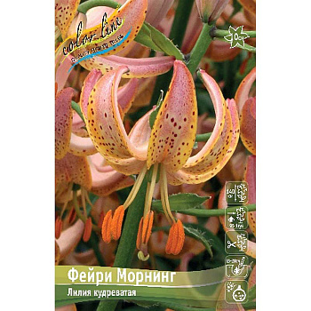 Биг-Пак Лилия Фейри Морнинг 14/16 25 шт 