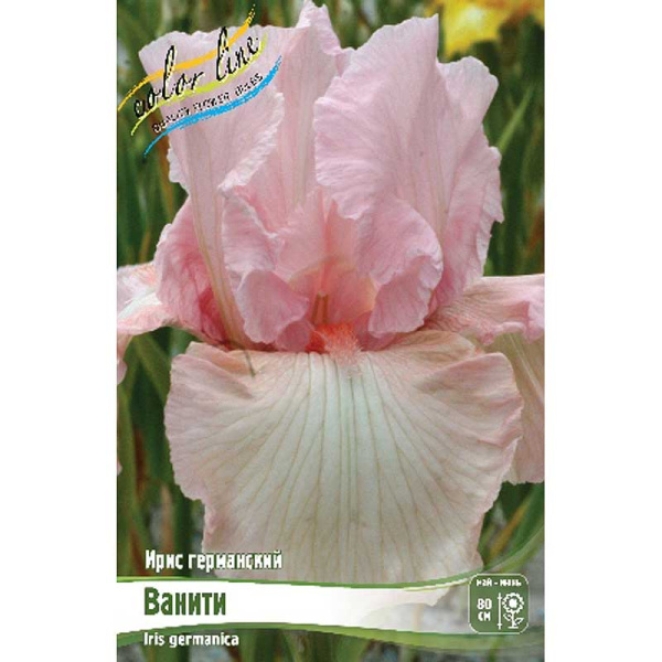 Ирис Германский Ванити I 1 шт 