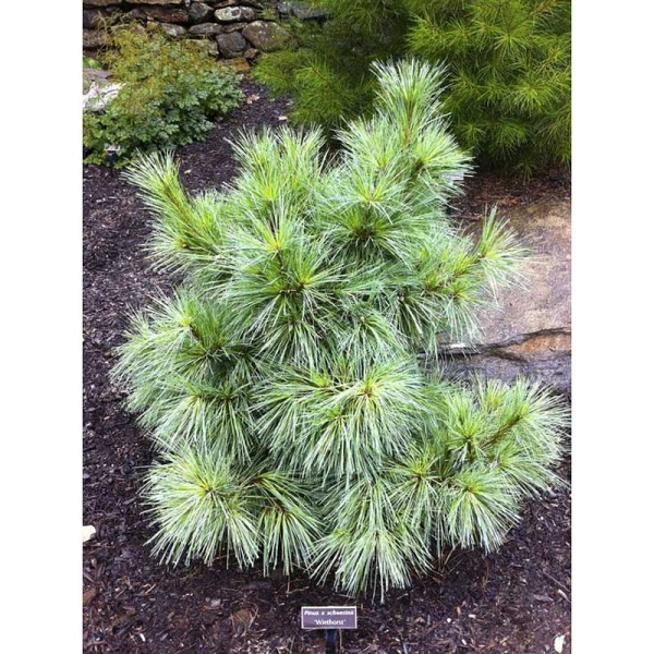 11133 Сосна Шверина Витхорст 40-50см с комом ,шт