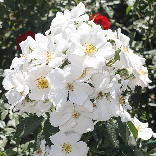 Роза Канадская (плетистая) Невада Садовита