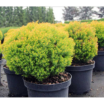 Туя Thuja Occidentalis Aniek P9 ,шт Садовита 9351
