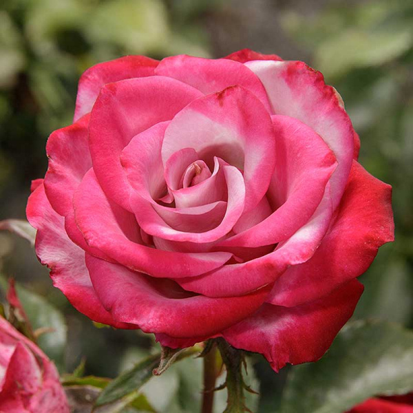 Роза чайно-гибридная Дип Перпл Садовита