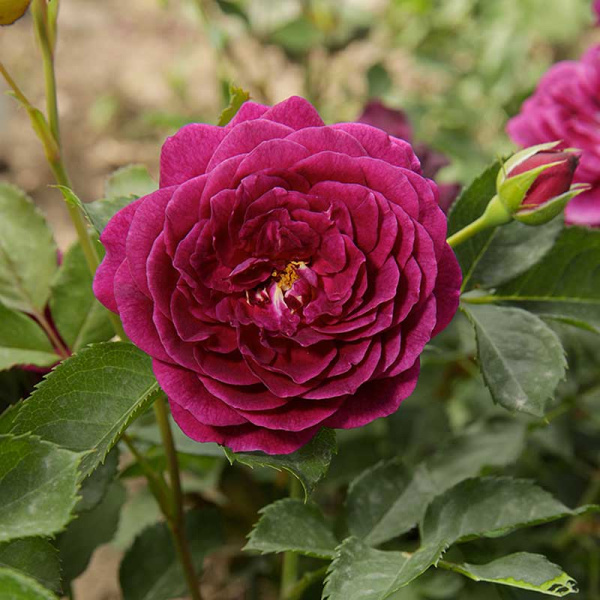 Роза флорибунда Эбб Тайд Садовита