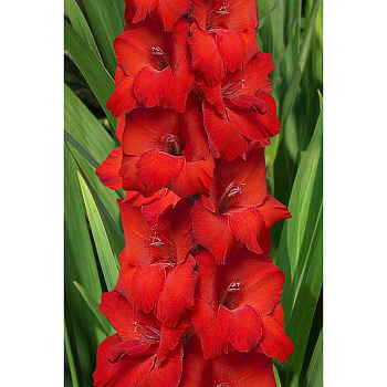 Гладиолус Оскар 10/12 5 шт Садовита