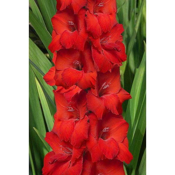 Гладиолус Оскар 10/12 5 шт Садовита