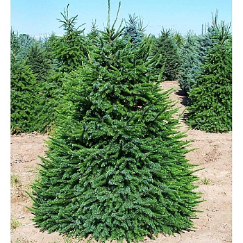 Ель Сербская Видовая Норма 80-100cm с комом