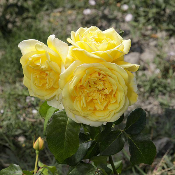 Роза шраб (английская) Грэхем Томас Садовита