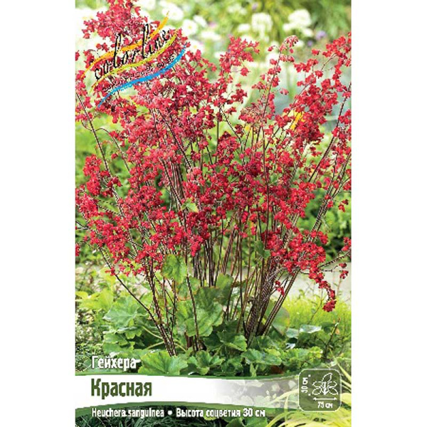 Гейхера Красная I 1 шт 
