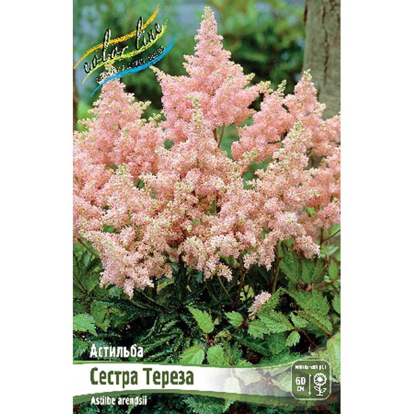 Астильба Сестра Тереза 2/3 n 1 шт