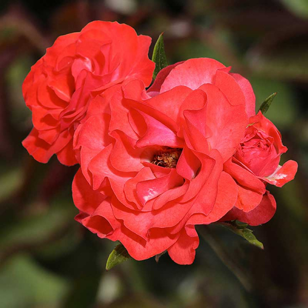 Роза шраб Скарлет Мейяндекор Садовита