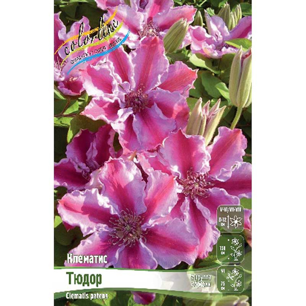 Клематис Тюдор I 2 шт 