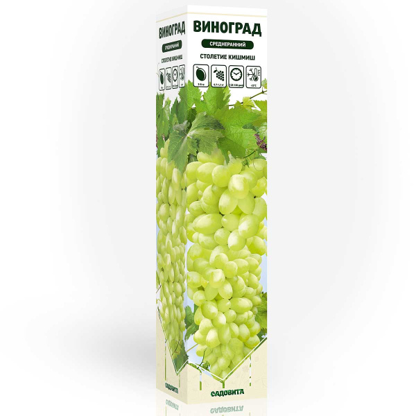 Виноград Столетие кишмиш среднеранний Садовита