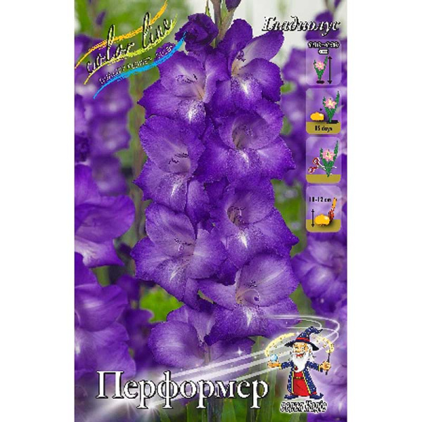 Гладиолус Перформер 10/12 100 шт Шоу-бокс 7069