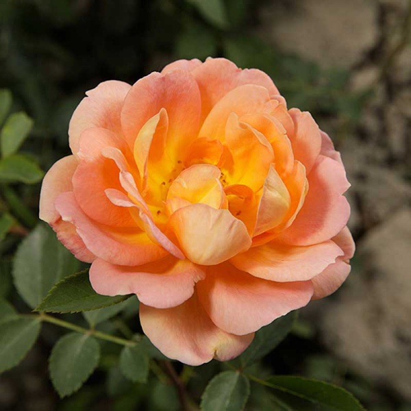 Роза шраб Леди оф Шалотт (английская) Садовита