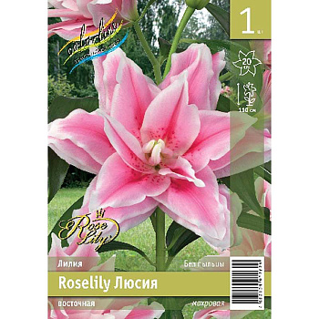 Лилия Roselily Люсия 12/14 1 Эконом шт