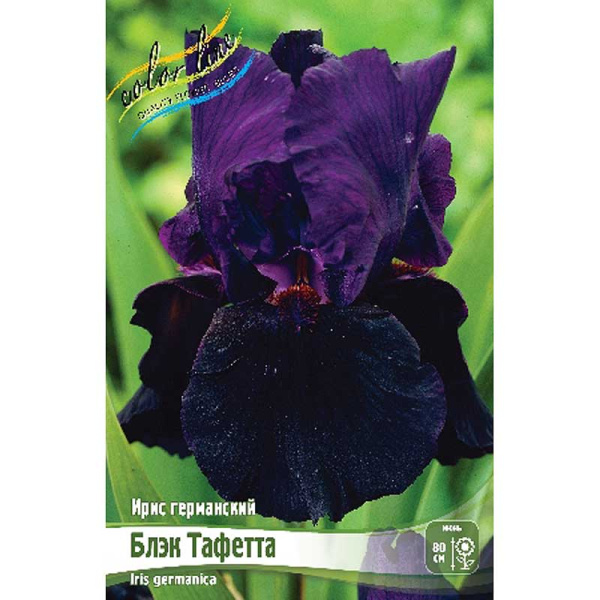 Ирис Германский Блэк Тафетта I 1 шт