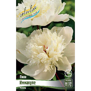 Пион Иммакуле 2/3 n 1 шт