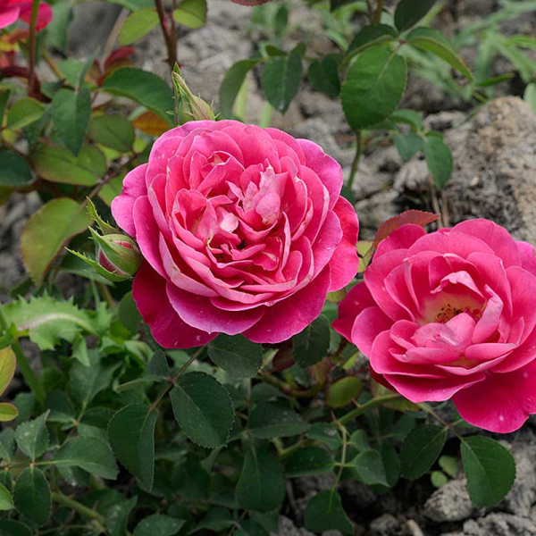 Роза Шраб Сантенер де Лей-ле Садовита