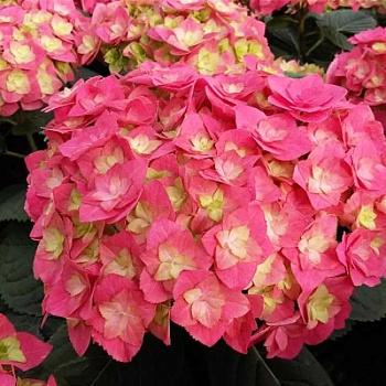 Гортензия Крупнолистовая Дабл Пинк Лов P12