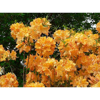 Азалия Листопадная Голден Лайтс P9 шт